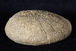 Cyclolites sp. (LAMARCK 1801) - Bild © FossNet FossilienStore